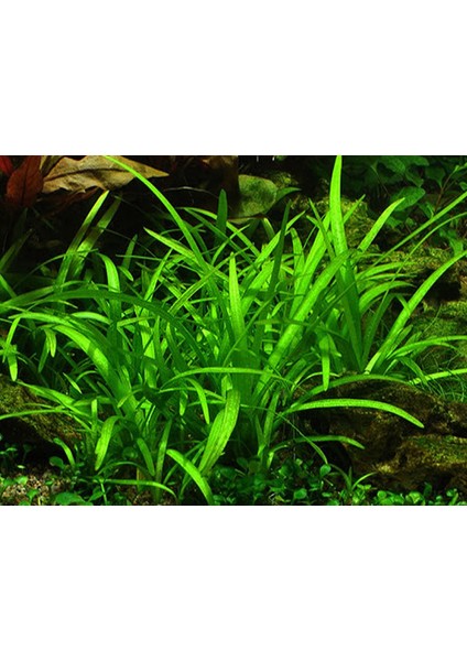 Sagittaria Subulata