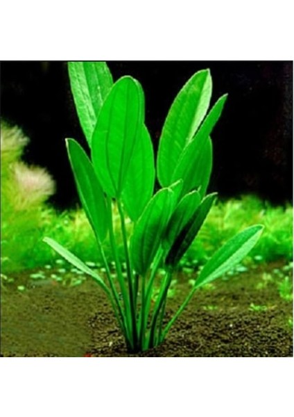 Echinodorus Muricatus