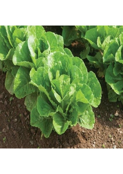 Murat Tohum Paris Island Marul Tohumu 100 Adet Tohumu fiyatları