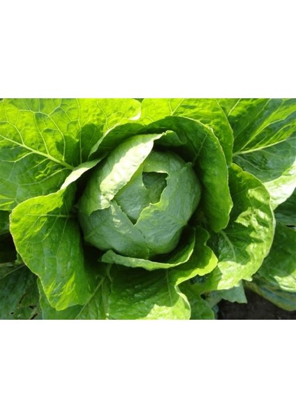 Murat Tohum Paris Island Marul Tohumu 100 Adet Tohumu modelleri