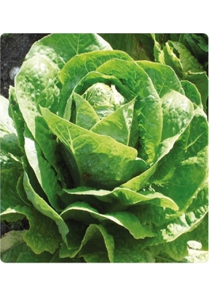 Murat Tohum Paris Island Marul Tohumu 100 Adet Tohumu fırsatları