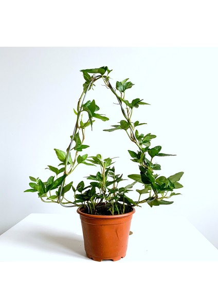 Hedera Helix Sarmaşık Bitkisi