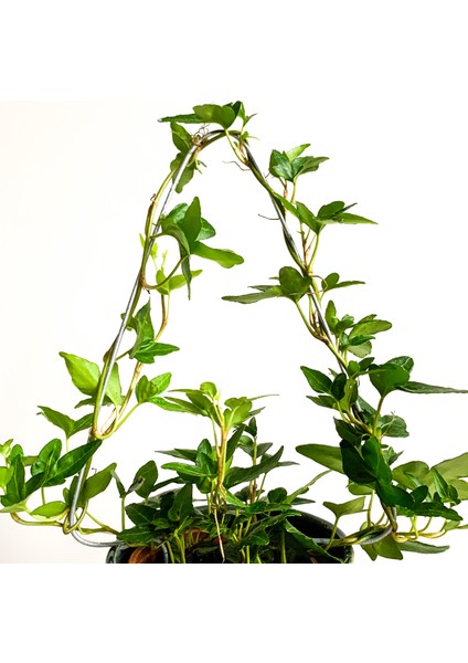 Hedera Helix Sarmaşık Bitkisi