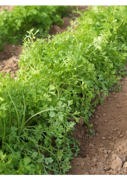 Murat Tohum Bahçe Teresi Tohumu( Garden Cress) 100 Adet Tohum