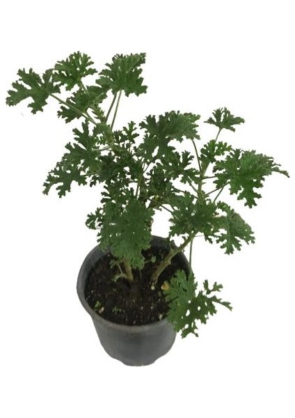 Pelargonium Odoratissimum Itır Bitkisi