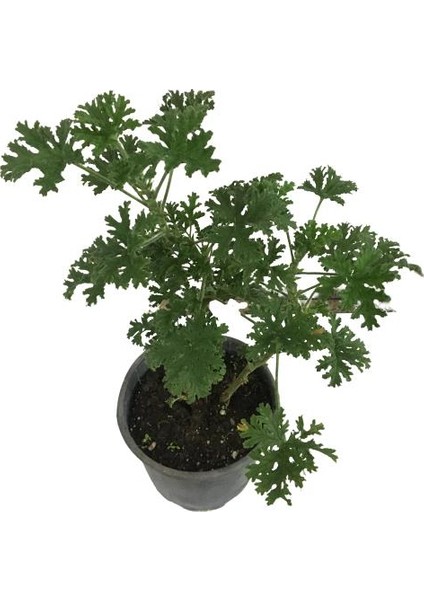 Pelargonium Odoratissimum Itır Bitkisi