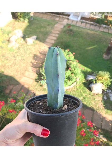 Sukulent Çeşitleri Cereus Forbesii - Sırık Kaktüs