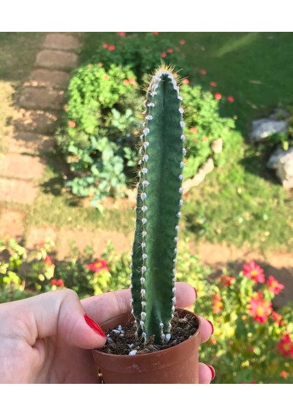 Sukulent Çeşitleri Sukulent Cereus Forbesii - Sırık Kaktüs