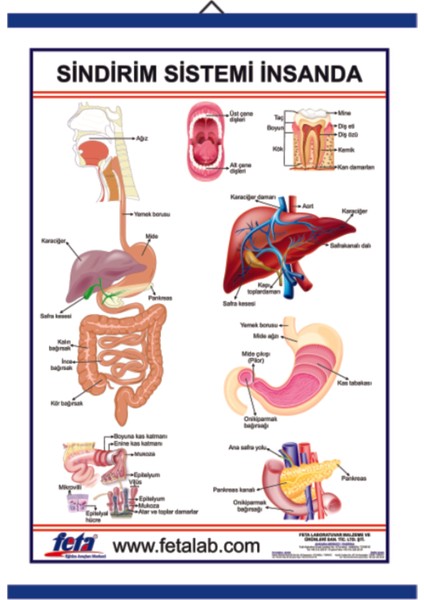 İnsanda Sindirim Sistemi Levhası