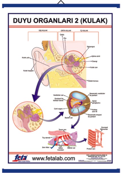 Duyu Organları Levhası Kulak