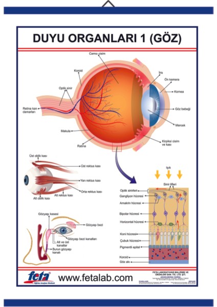 Duyu Organları Levhası Göz