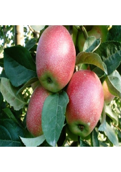 Summer Red Elma Fidanı Aşılı 2 Yaş - Açık Kök - 100-120 cm