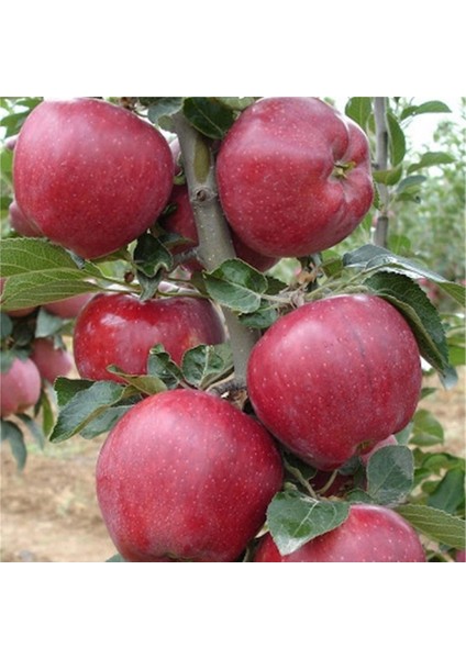 Starking Elma Fidanı Aşılı 2 Yaş - Açık Kök - 100-120 cm