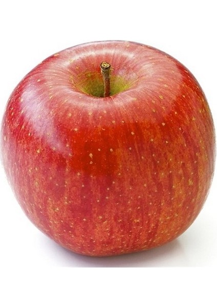 Fuji Elma Fidanı Aşılı 2 Yaş - Açık Kök - 100-120 cm