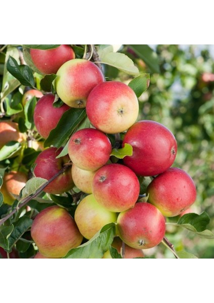 Amasya Misket Elma Fidanı Aşılı 2 Yaş Açık Köklü- 100-120