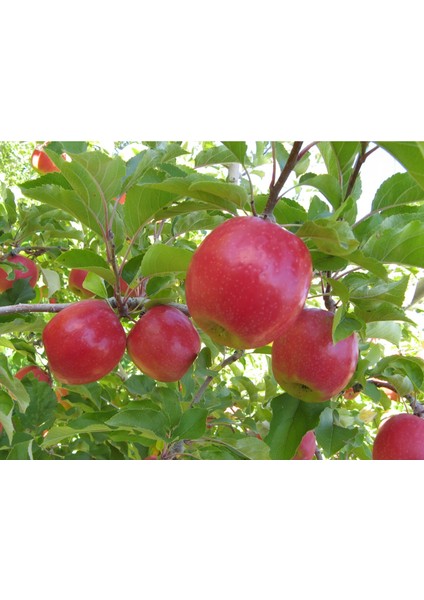 Pink Lady Elma Fidanı Aşılı 2 Yaş - Açık Kök - 100-120 cm