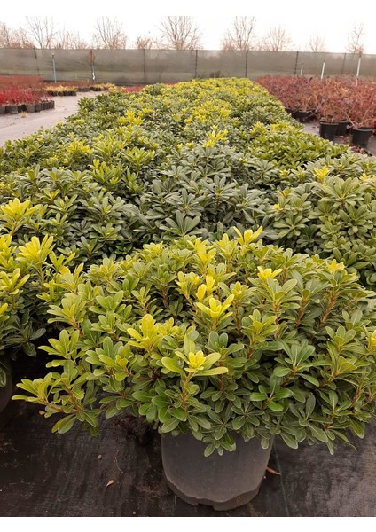 Pittosporum 40-50CM Çap Genişliğinde fiyatları