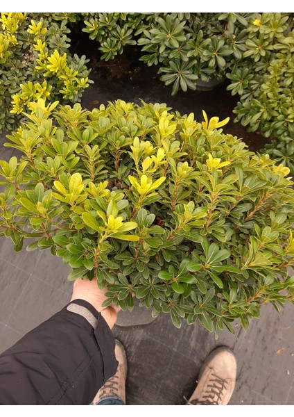 Pittosporum 40-50CM Çap Genişliğinde modelleri