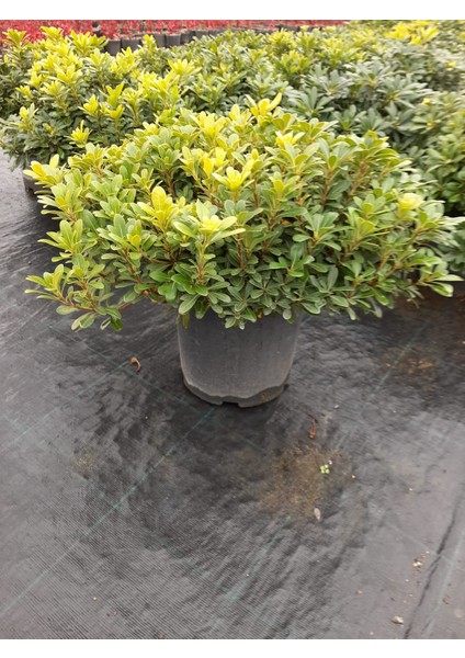 Pittosporum 40-50CM Çap Genişliğinde fırsatları