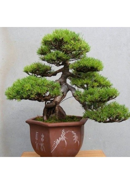 Murat Tohum Bonsai Fıstık Çamı Ağacı Tohum 5 Adet Tohum