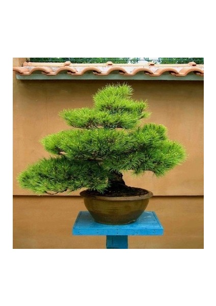 Murat Tohum Bonsai Fıstık Çamı Ağacı Tohum 5 Adet Tohum