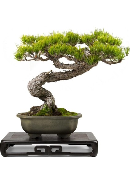 Murat Tohum Bonsai Fıstık Çamı Ağacı Tohum 5 Adet Tohum