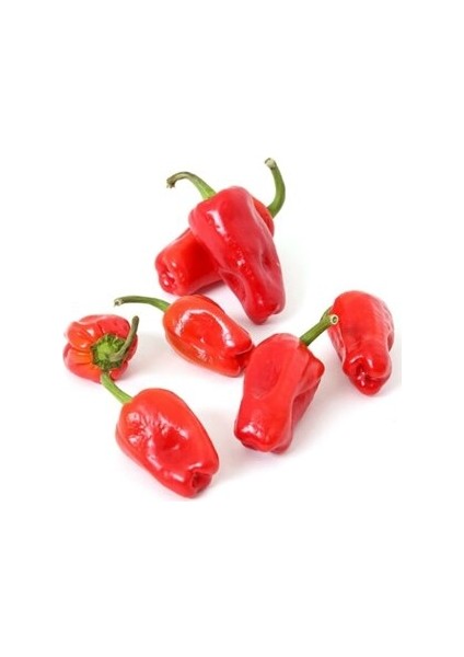 Murat Tohum Çok Acı Urfa Isot Biber Tohumu 15 Adet Tohumu fiyatları