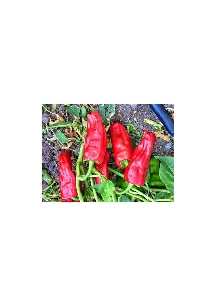 Murat Tohum Çok Acı Urfa Isot Biber Tohumu 15 Adet Tohumu indirimleri