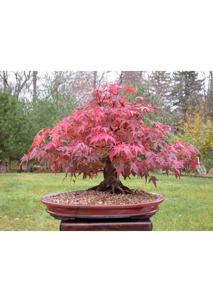 Murat Tohumculuk Murat Tohum Acer Rubrum Bonsai Ağacı Tohumu 5 Adet Tohum