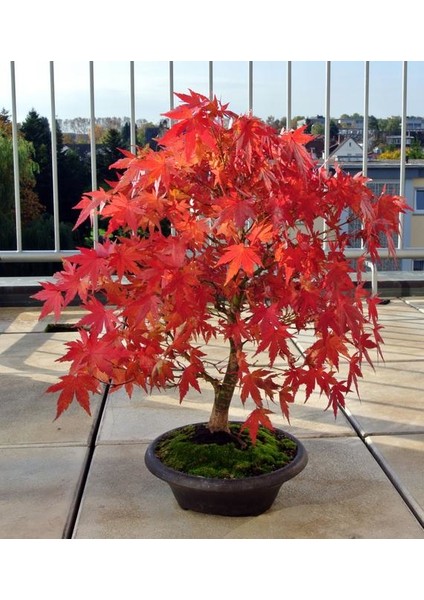 Murat Tohumculuk Murat Tohum Acer Rubrum Bonsai Ağacı Tohumu 5 Adet Tohum