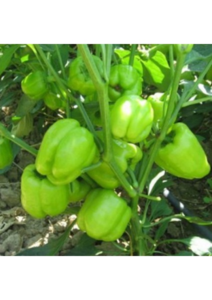 Murat Tohum Antep Acı Dolmalık Biber Tohumu 15 Adet Tohom