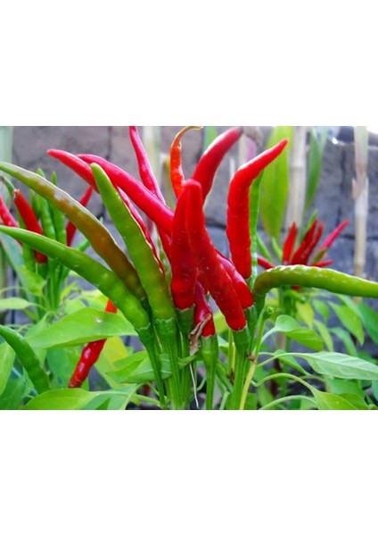 Murat Tohum Acı Arnavut Biberi Tohumu (Cayanne) Biberi 20 Adet Tohum modelleri