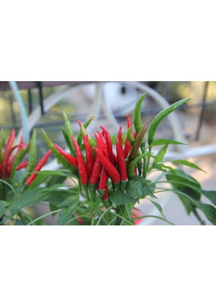 Murat Tohum Acı Arnavut Biberi Tohumu (Cayanne) Biberi 20 Adet Tohum fırsatları