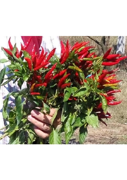 Murat Tohum Acı Arnavut Biberi Tohumu (Cayanne) Biberi 20 Adet Tohum indirimleri