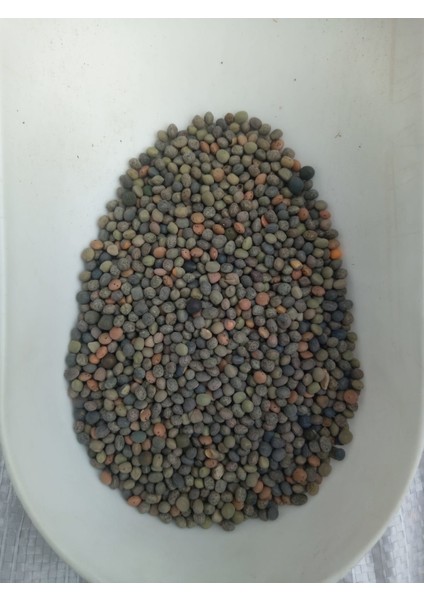 Adi Fiğ Tohumu 25 kg fiyatları