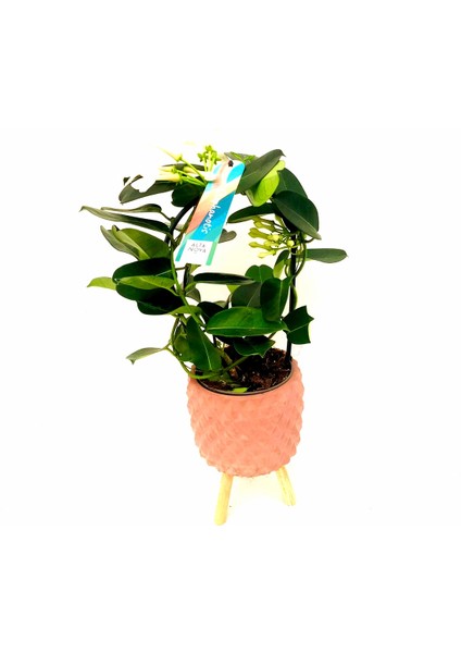 Stephonatis Yasemin Kokulu Ayaklı Saksıda