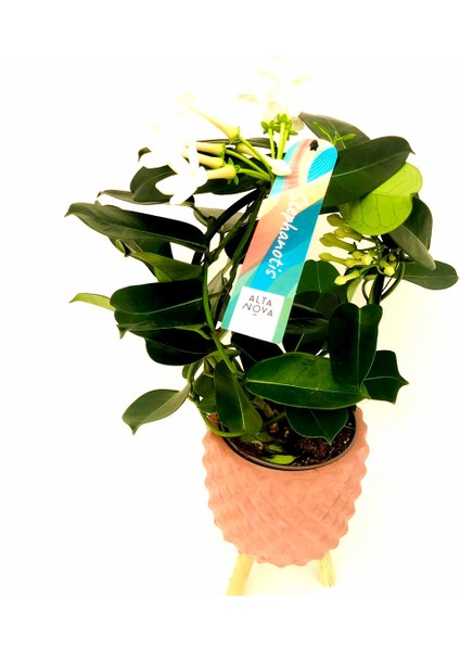 Stephonatis Yasemin Kokulu Ayaklı Saksıda fiyatları