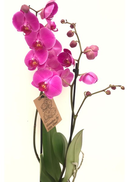 Orkide Çift Dallı Beyaz 60- 80 cm Boyunda Fuşya