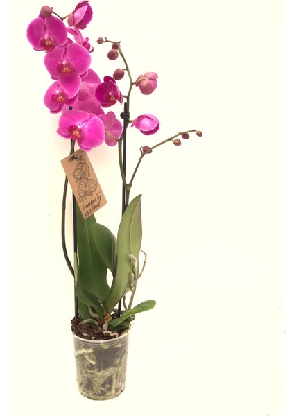 Orkide Çift Dallı Beyaz 60- 80 cm Boyunda Fuşya fiyatları