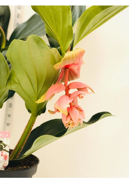 Medinella, Medine Gülü Çiçeği Ithal Bitki