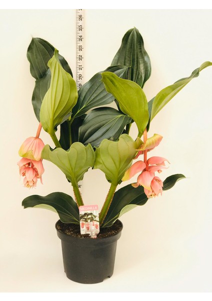 Medinella, Medine Gülü Çiçeği Ithal Bitki fiyatları