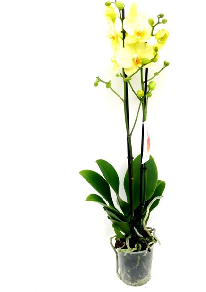Orkide Çift Dal 60-80 cm Boyunda Sarı fiyatları