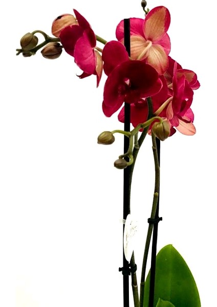 Orkide Çift Dallı 60-80 cm Boyunda Bordo Renk