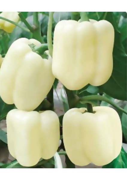 Murat Tohum Beyaz Tatlı Dolmalık Biber Tohumu 15 Adet Tohum fiyatları