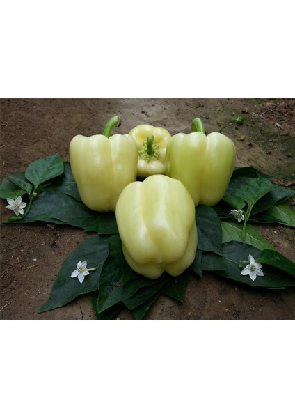 Murat Tohum Beyaz Tatlı Dolmalık Biber Tohumu 15 Adet Tohum fırsatları