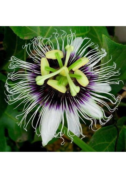 Murat Tohum Passiflora Çiçeği Tohumu (Çarkıfelek) 3 Adet Tohum