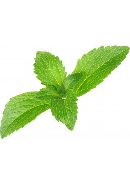 Murat Tohum Stevia Şeker Otu Tohumu 15 Adet Tohum