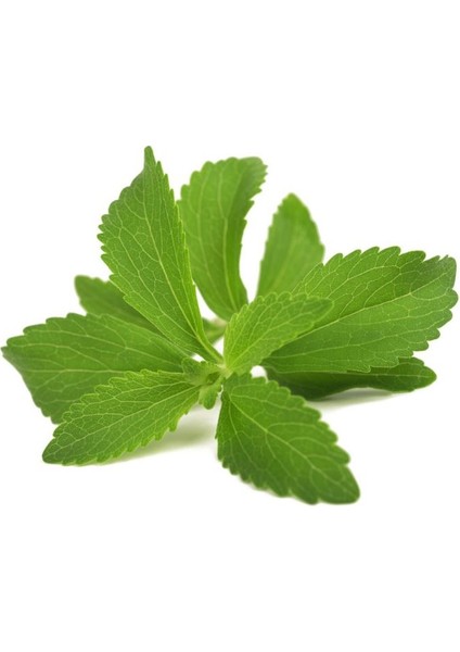Murat Tohum Stevia Şeker Otu Tohumu 15 Adet Tohum fiyatları