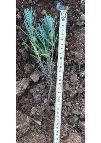 Net Tarım 55 Adet Lavanta Açık Kök Intermedia Fidanı Fidesi