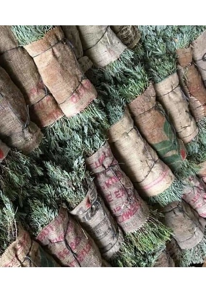 Net Tarım 55 Adet Lavanta Açık Kök Intermedia Fidanı Fidesi